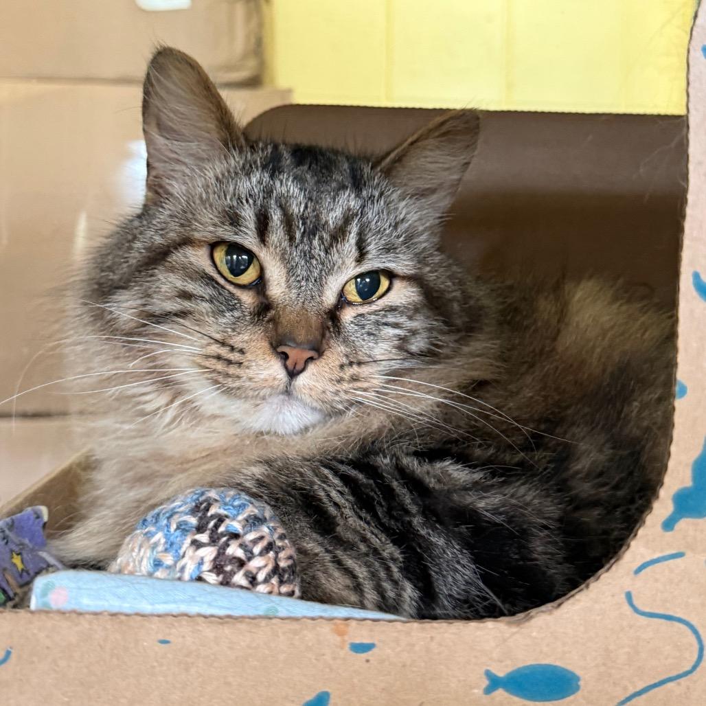 Kilo (Petco), a Adoptable Domestic Medium Hair in West Olive, MI image 4/6
