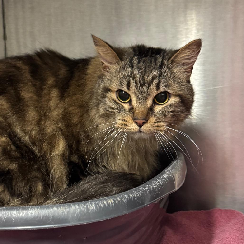 Kilo (Petco), a Adoptable Domestic Medium Hair in West Olive, MI image 5/6