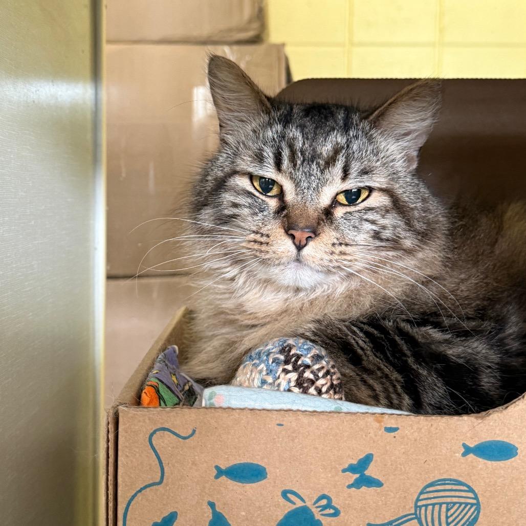 Kilo (Petco), a Adoptable Domestic Medium Hair in West Olive, MI image 6/6