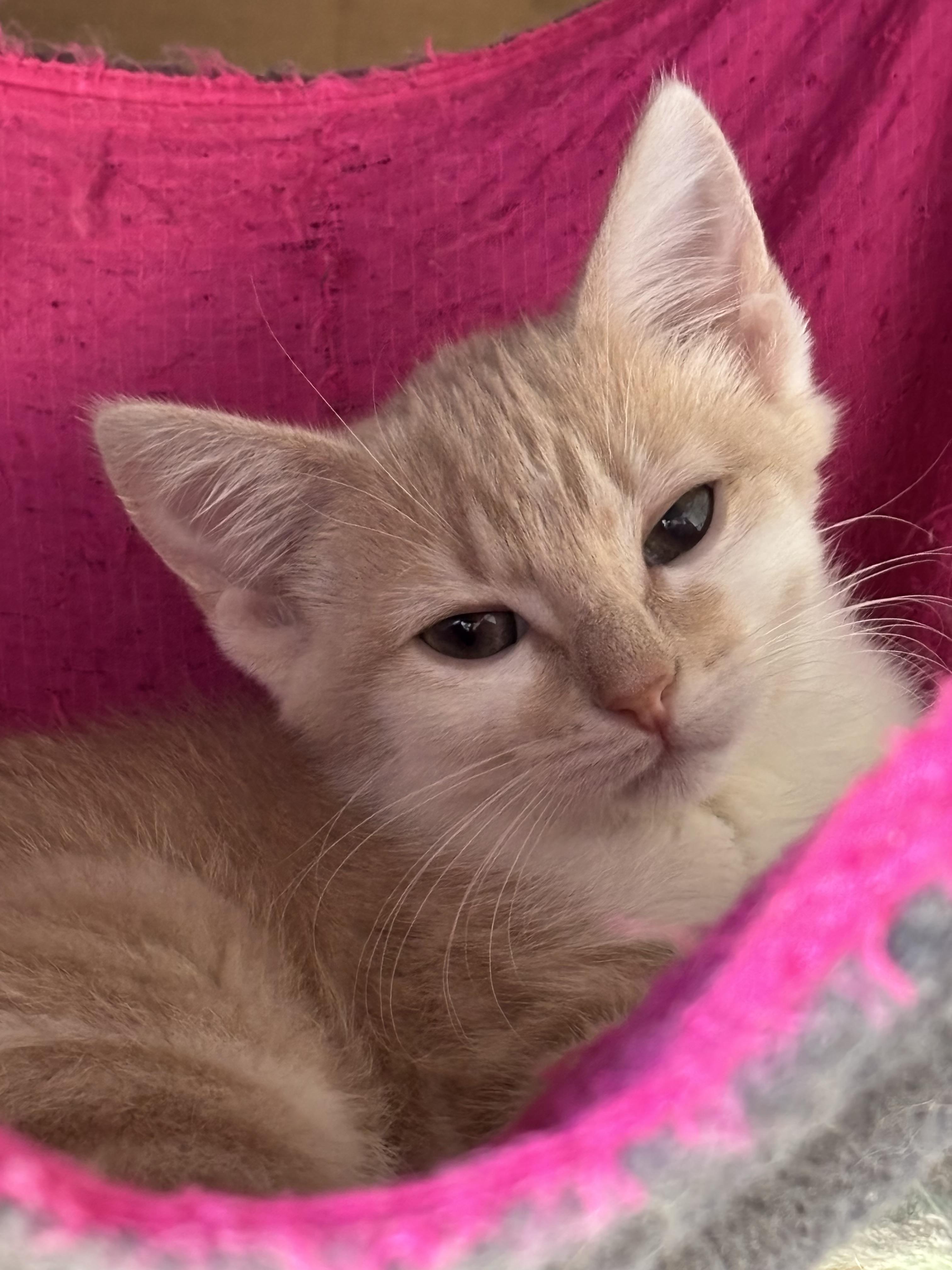 Enlarge Pumpkin and her momme MeMe, a Adoptable Domestic Short Hair in Pittsburgh, PA image 3/6