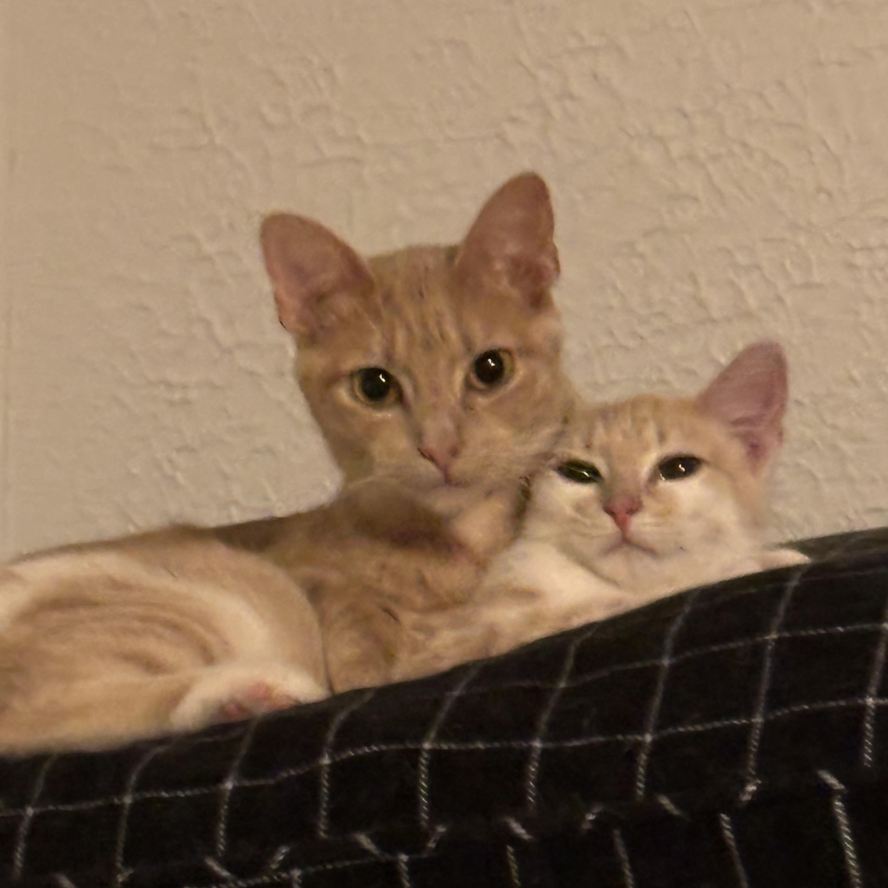 Enlarge Pumpkin and her momme MeMe, a Adoptable Domestic Short Hair in Pittsburgh, PA image 1/6