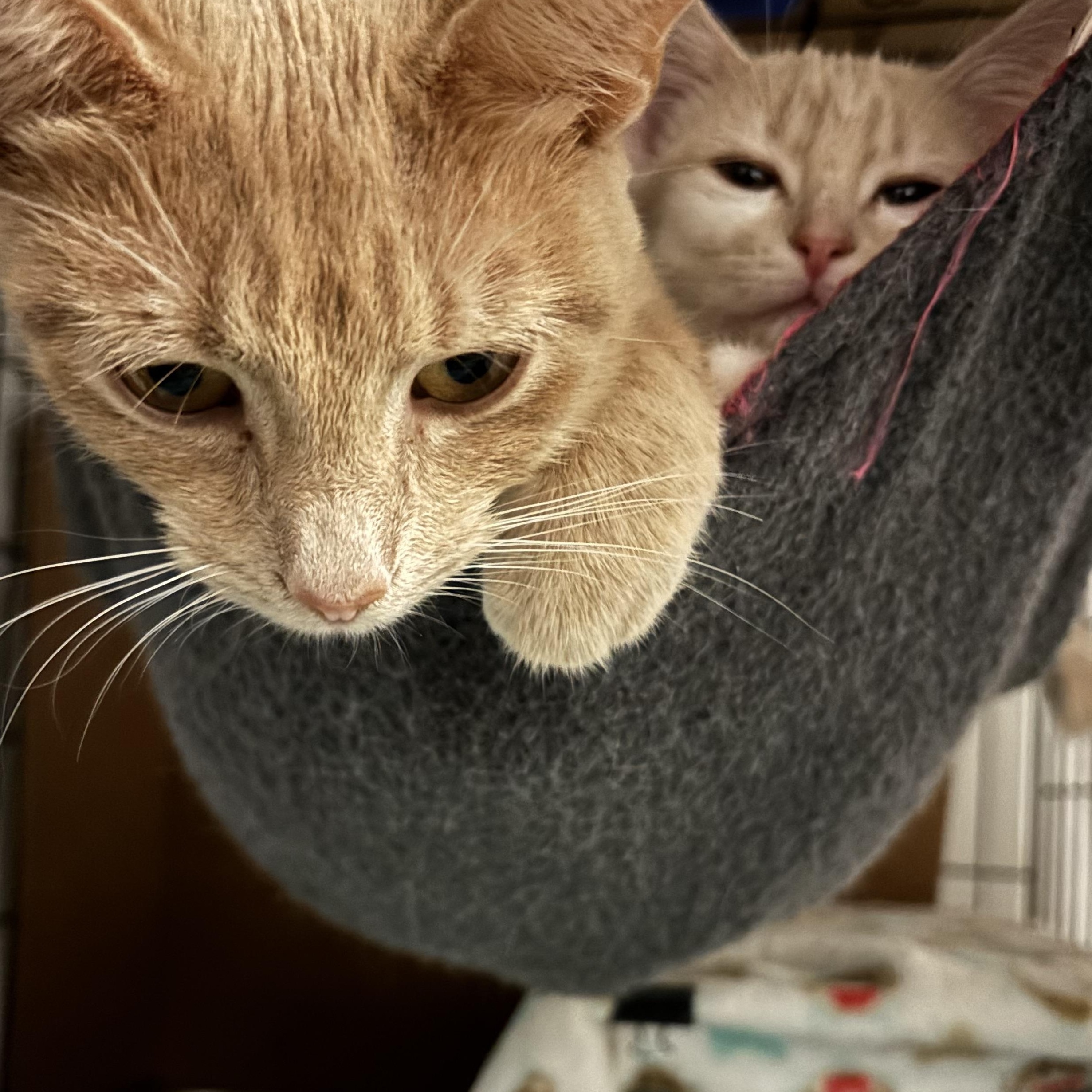 Enlarge Pumpkin and her momme MeMe, a Adoptable Domestic Short Hair in Pittsburgh, PA image 2/6