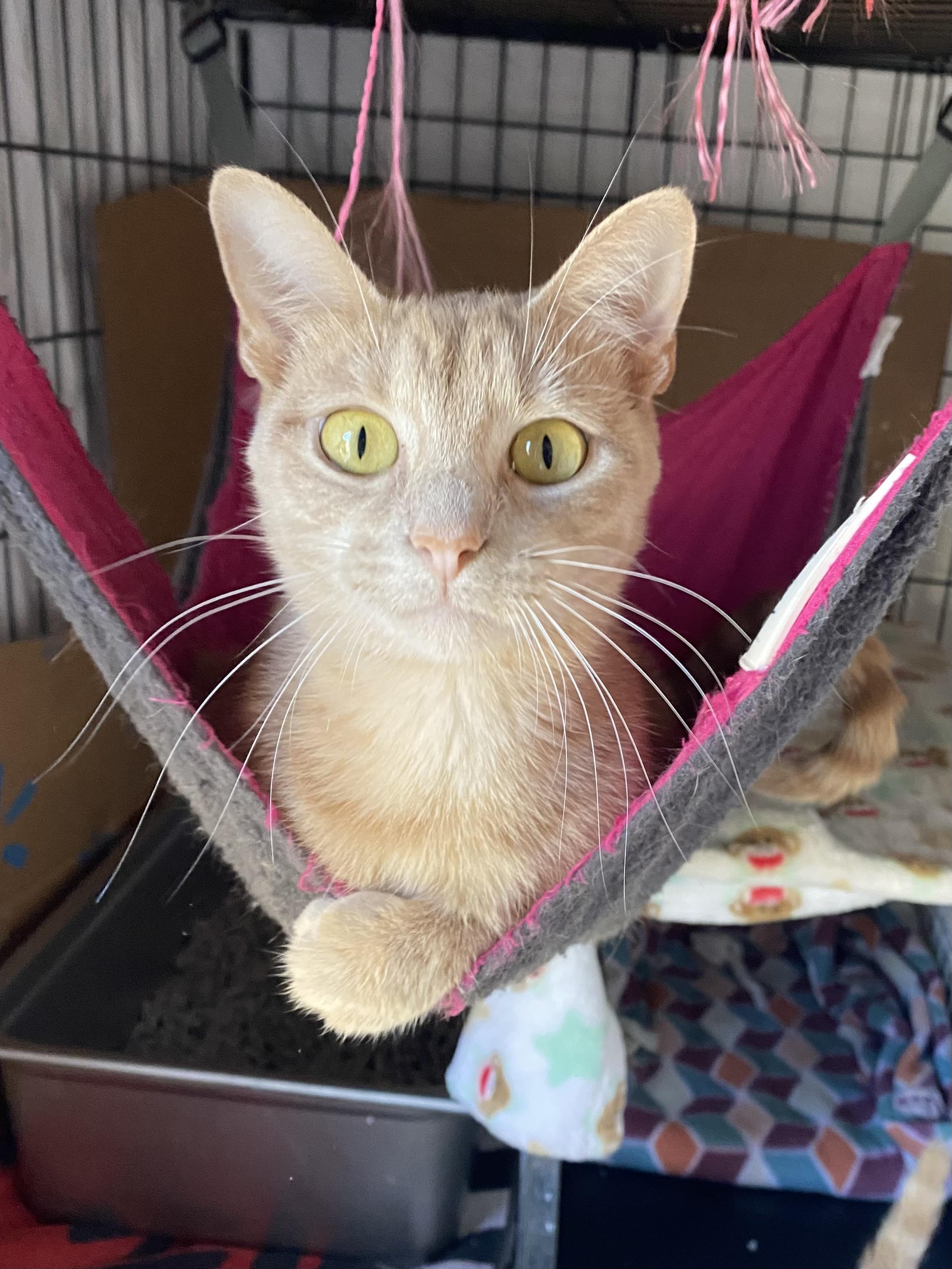 Enlarge Pumpkin and her momme MeMe, a Adoptable Domestic Short Hair in Pittsburgh, PA image 5/6