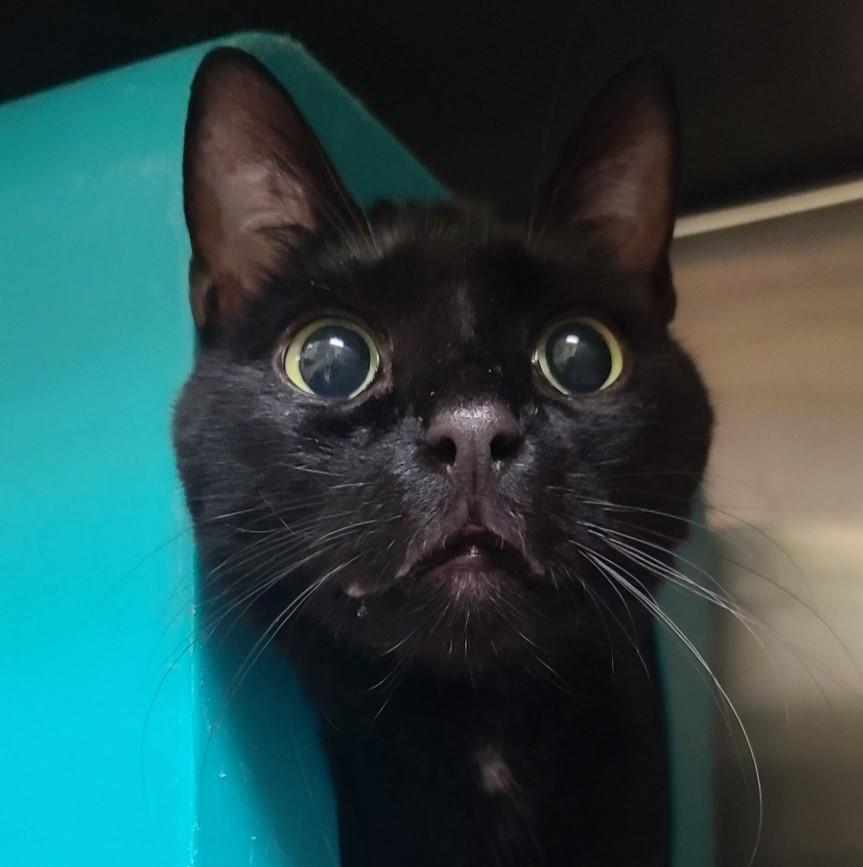 Gummy Bear, Adult Male Domestic Short Hair