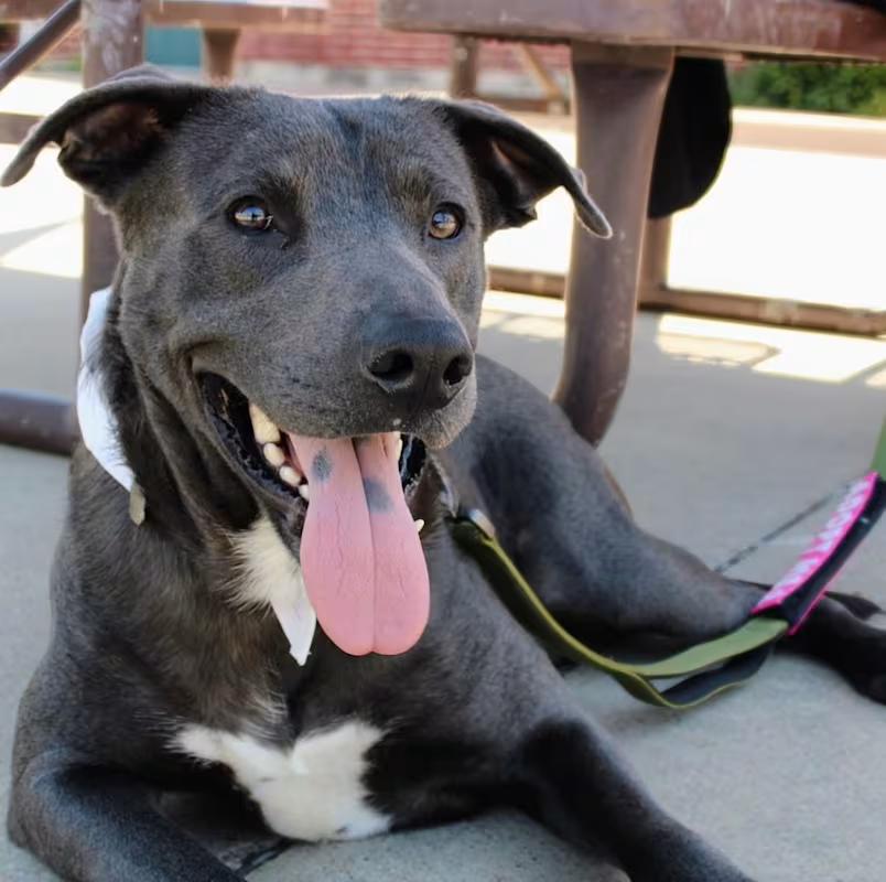 Enlarge Rocky, a Adoptable mixed breed in Fort Worth, TX image 1/6