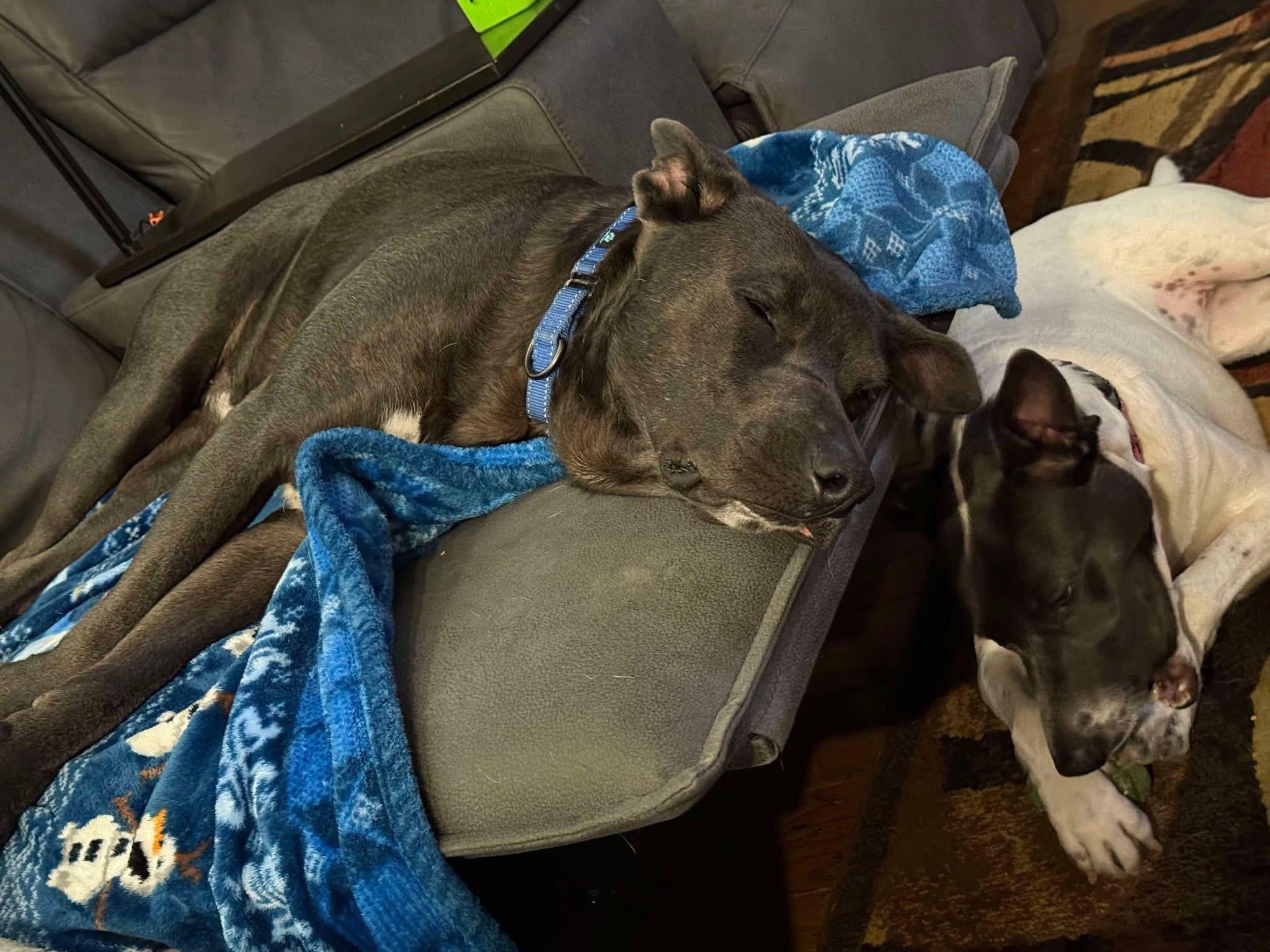 Enlarge Rocky, a Adoptable mixed breed in Fort Worth, TX image 5/6