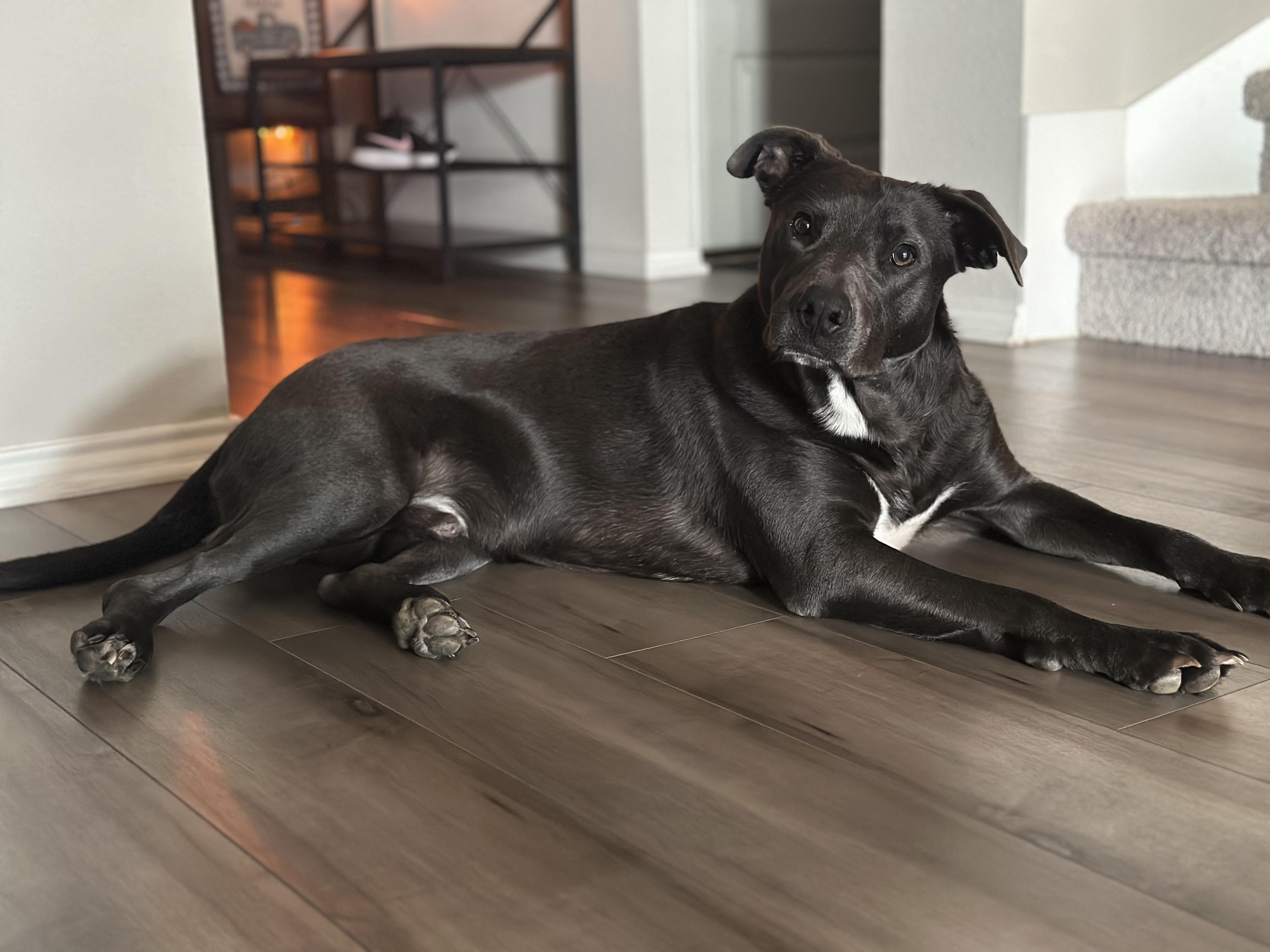 Enlarge Rocky, a Adoptable mixed breed in Fort Worth, TX image 2/6