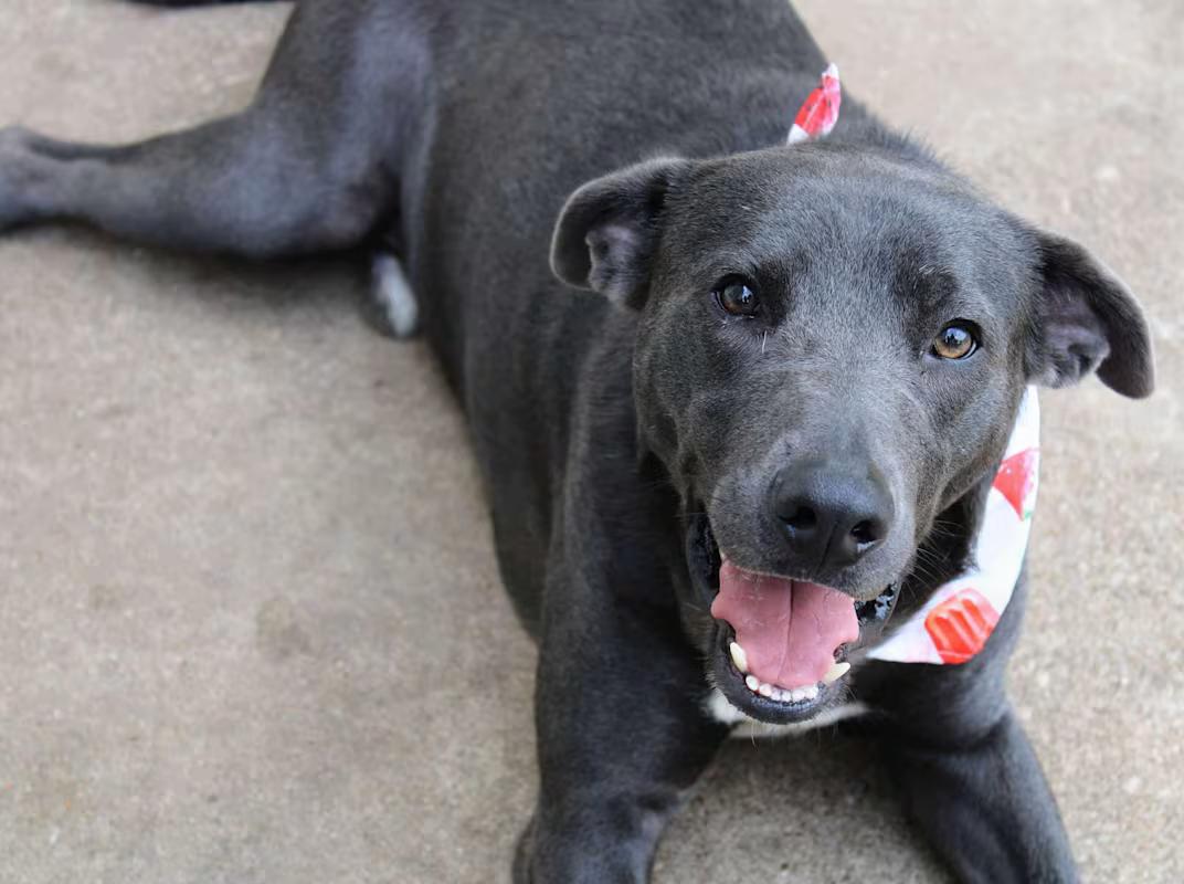 Enlarge Rocky, a Adoptable mixed breed in Fort Worth, TX image 4/6