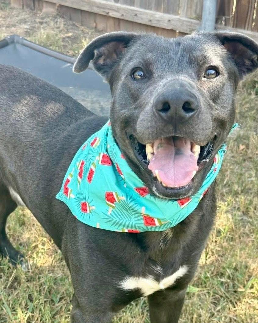 Enlarge Rocky, a Adoptable mixed breed in Fort Worth, TX image 6/6