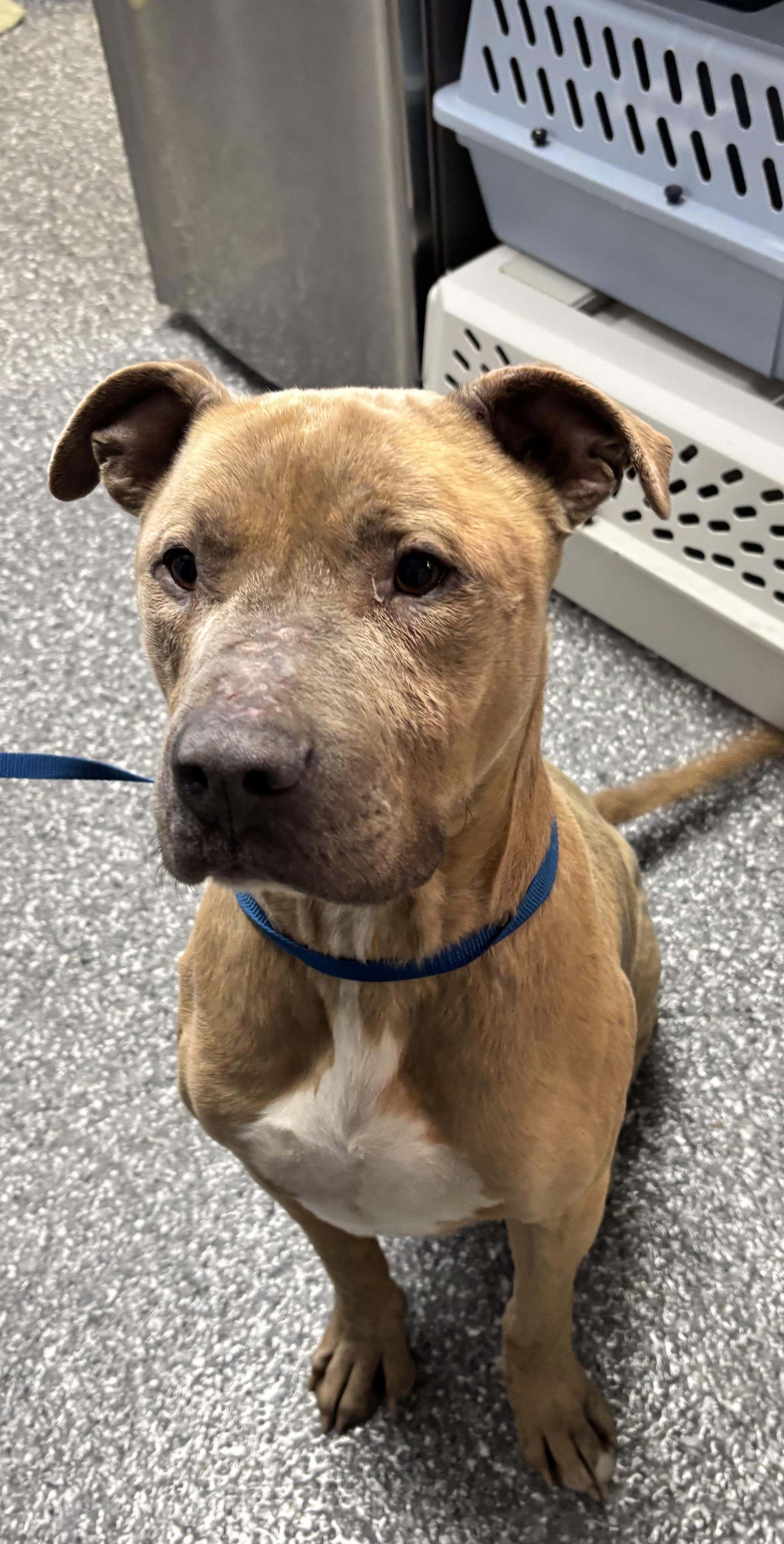 Enlarge Scooby, a ADOPTABLE mixed breed in White Cloud, MI image 1/1