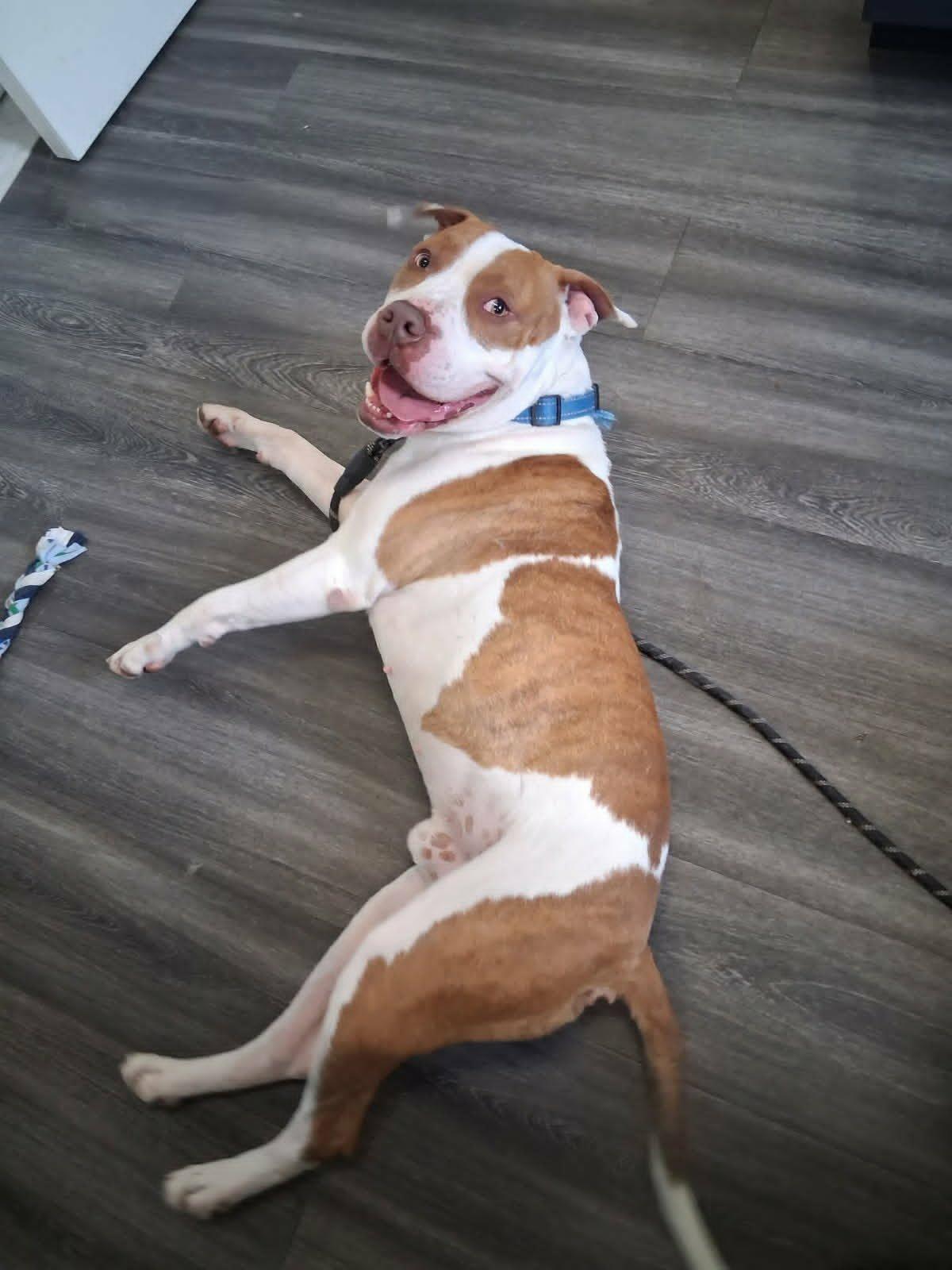 Thyiago (courtesy post), ADOPTABLE, Adult Male Pit Bull Terrier.