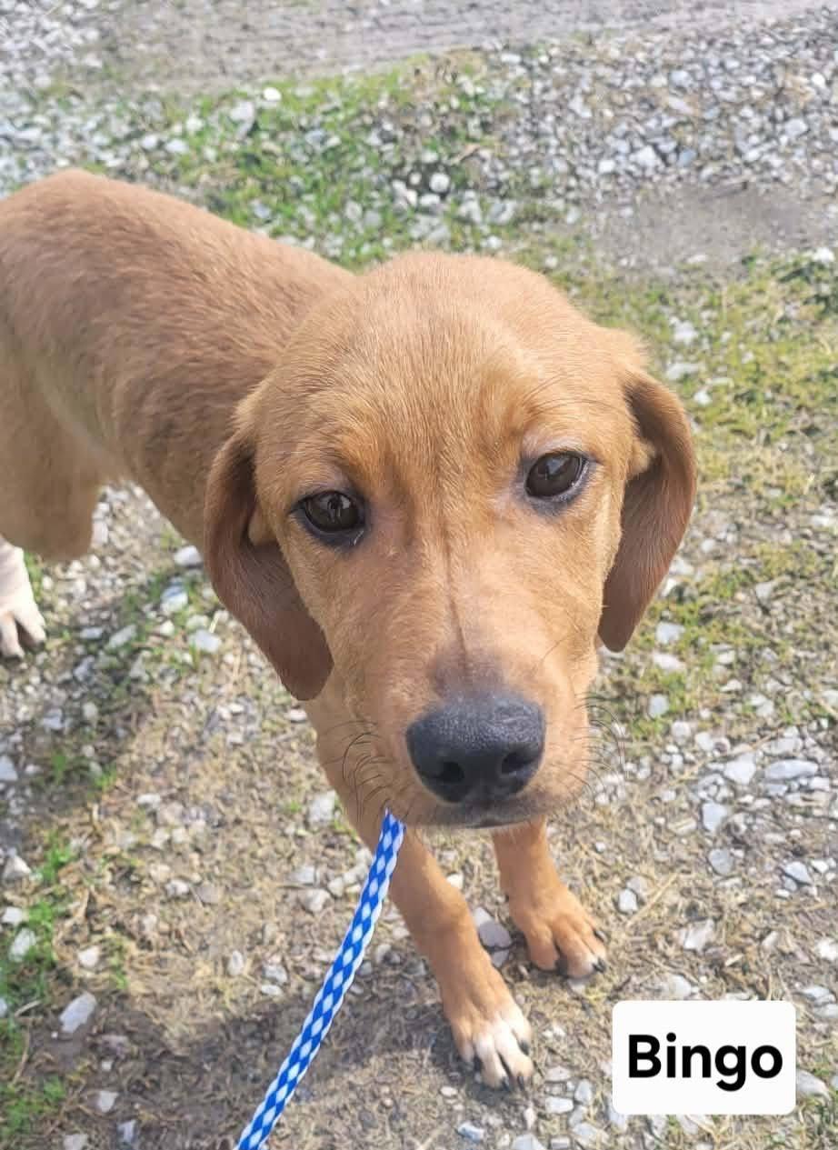 Enlarge Bingo, a ADOPTABLE mixed breed in St. Clairsville, OH image 4/4