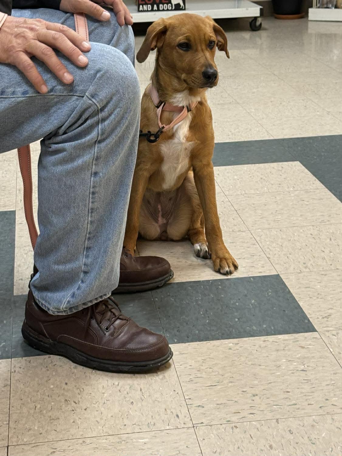 Enlarge Bingo, a ADOPTABLE mixed breed in St. Clairsville, OH image 3/4
