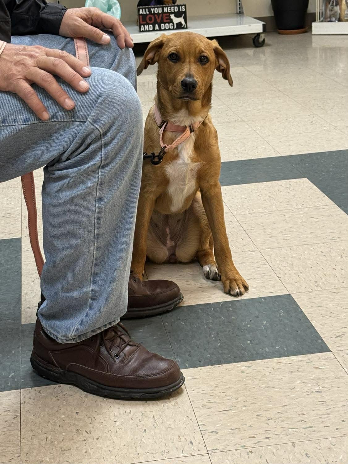 Enlarge Bingo, a ADOPTABLE mixed breed in St. Clairsville, OH image 1/4