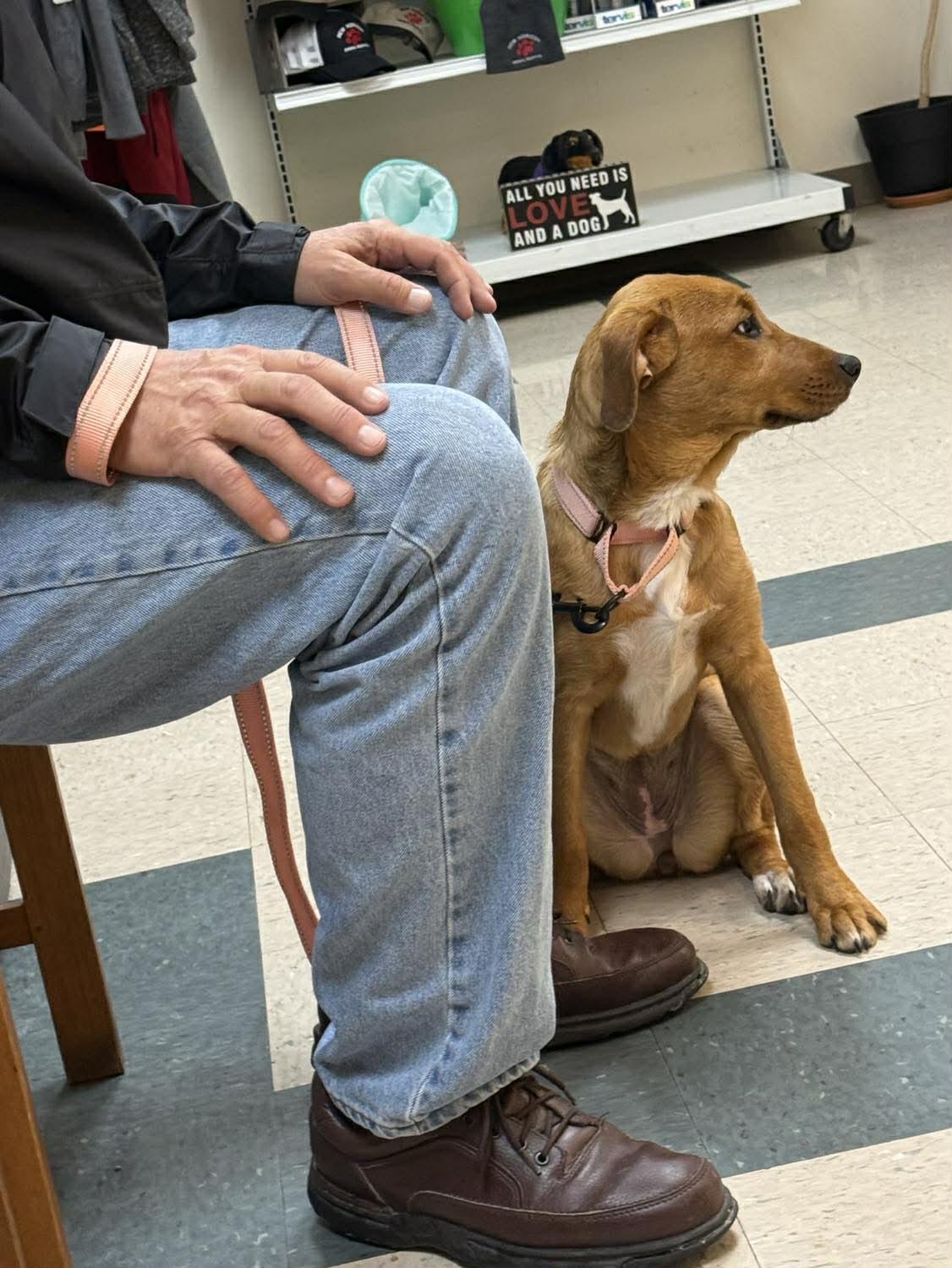 Enlarge Bingo, a ADOPTABLE mixed breed in St. Clairsville, OH image 2/4
