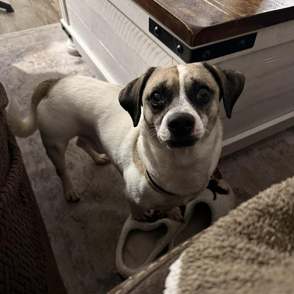 Enlarge Zulu, a Adoptable Rat Terrier in Tampa, FL image 1/5