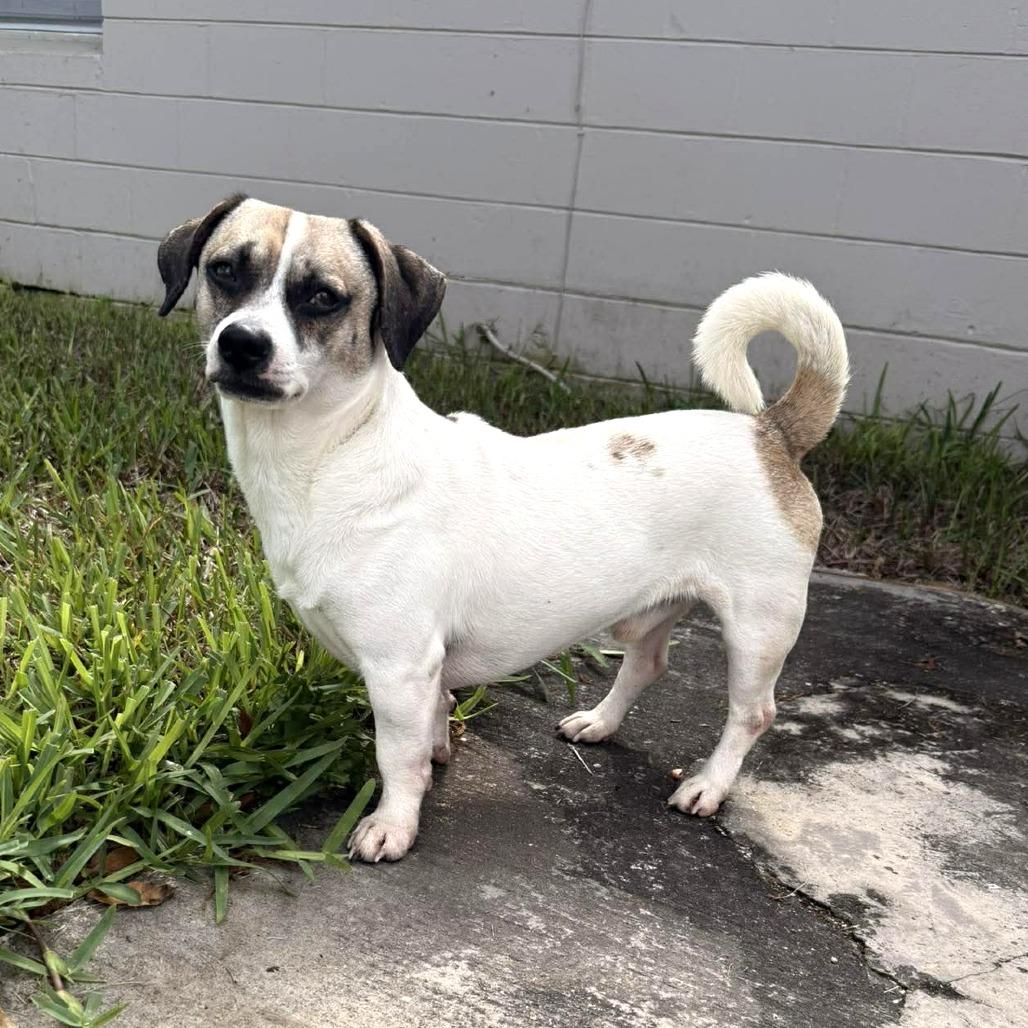 Enlarge Zulu, a Adoptable Rat Terrier in Tampa, FL image 2/5