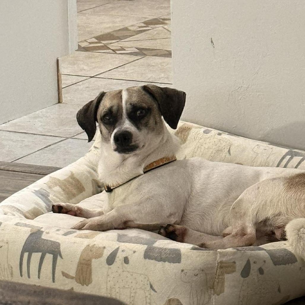 Enlarge Zulu, a Adoptable Rat Terrier in Tampa, FL image 3/5