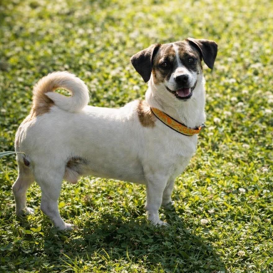Enlarge Zulu, a Adoptable Rat Terrier in Tampa, FL image 4/5
