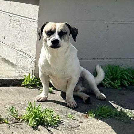 Enlarge Zulu, a Adoptable Rat Terrier in Tampa, FL image 5/5