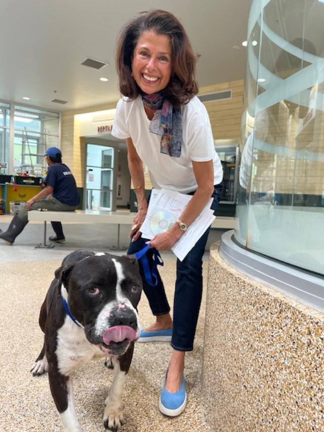 Cobblestone, Adoptable, Adult Male American Staffordshire Terrier & Pit Bull Terrier.