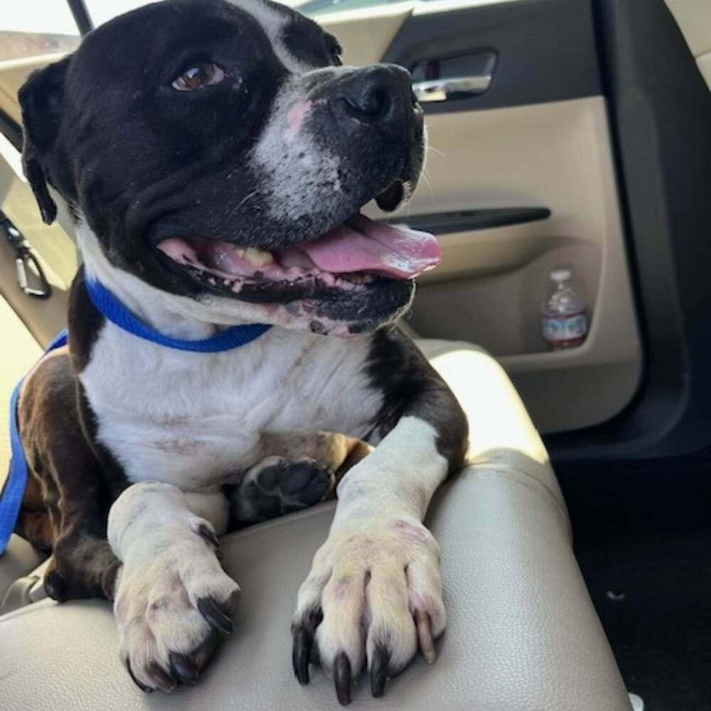 Enlarge Cobblestone, a Adoptable mixed breed in sylmar, CA image 2/4