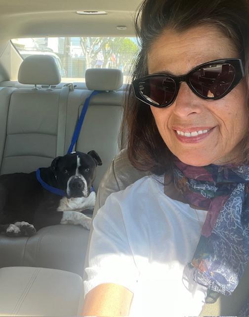 Enlarge Cobblestone, a Adoptable mixed breed in sylmar, CA image 3/4