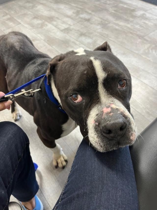 Enlarge Cobblestone, a Adoptable mixed breed in sylmar, CA image 4/4