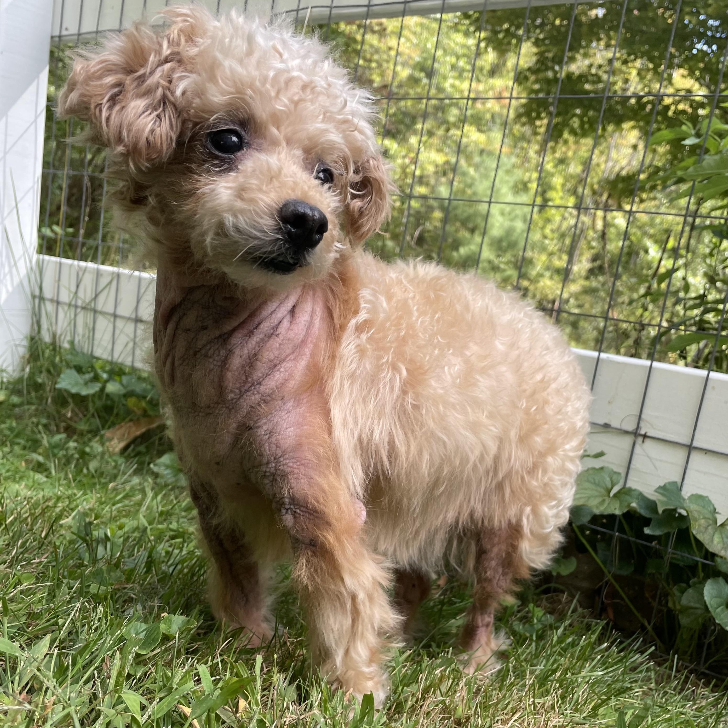 Peaches, a Adoptable mixed breed in Somerville, MA image 2/5