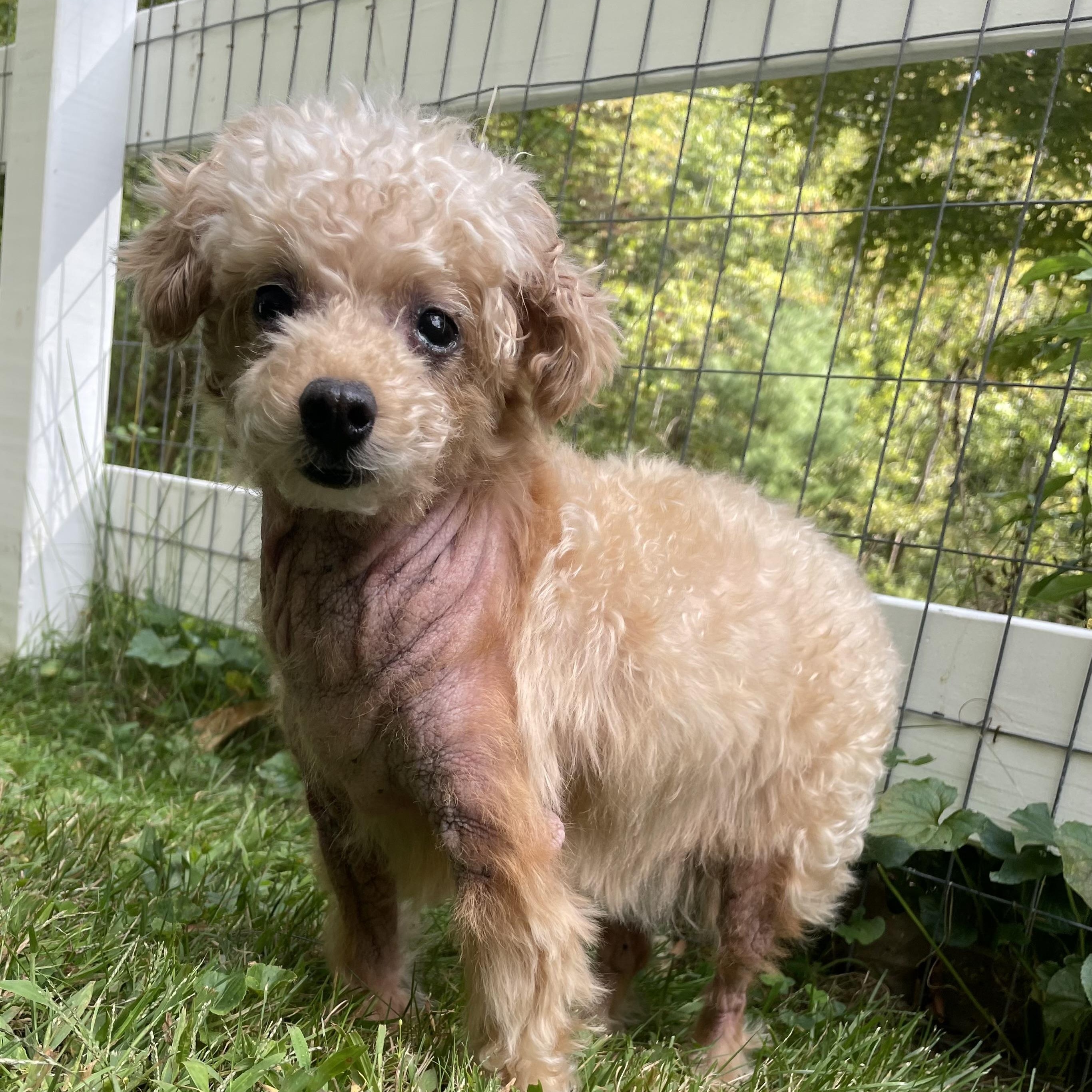 Peaches, a Adoptable mixed breed in Somerville, MA image 4/5