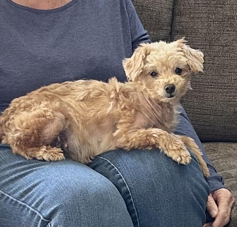 Peaches, a Adoptable mixed breed in Somerville, MA image 1/5