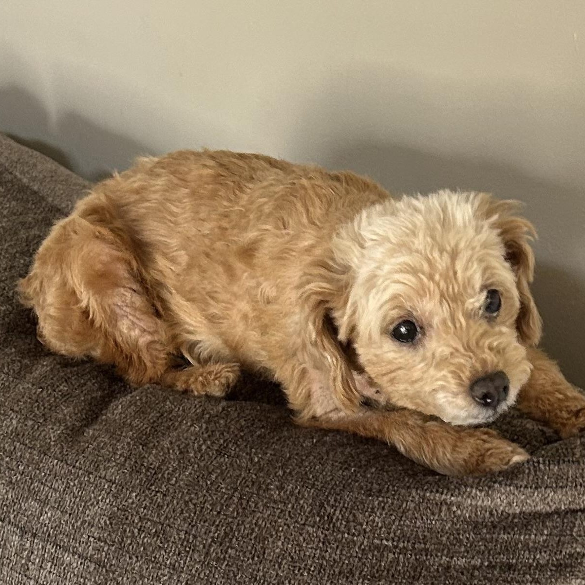 Peaches, a Adoptable mixed breed in Somerville, MA image 5/5