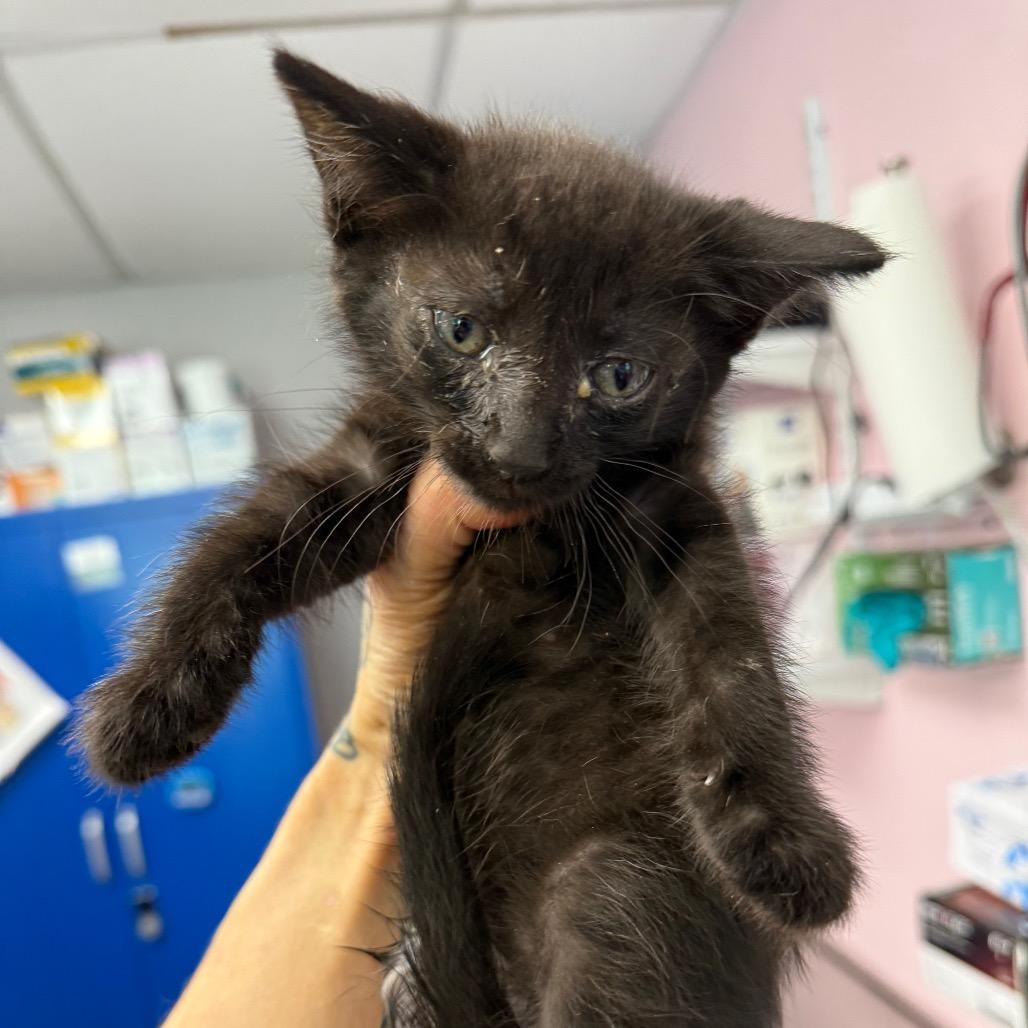 Yanni, Adoptable, Young Male Domestic Short Hair.