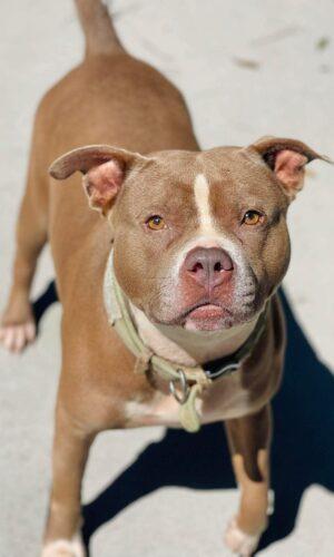 Enlarge AC-4892 "Nina", a ADOPTABLE Pit Bull Terrier in Conyers, GA image 1/1