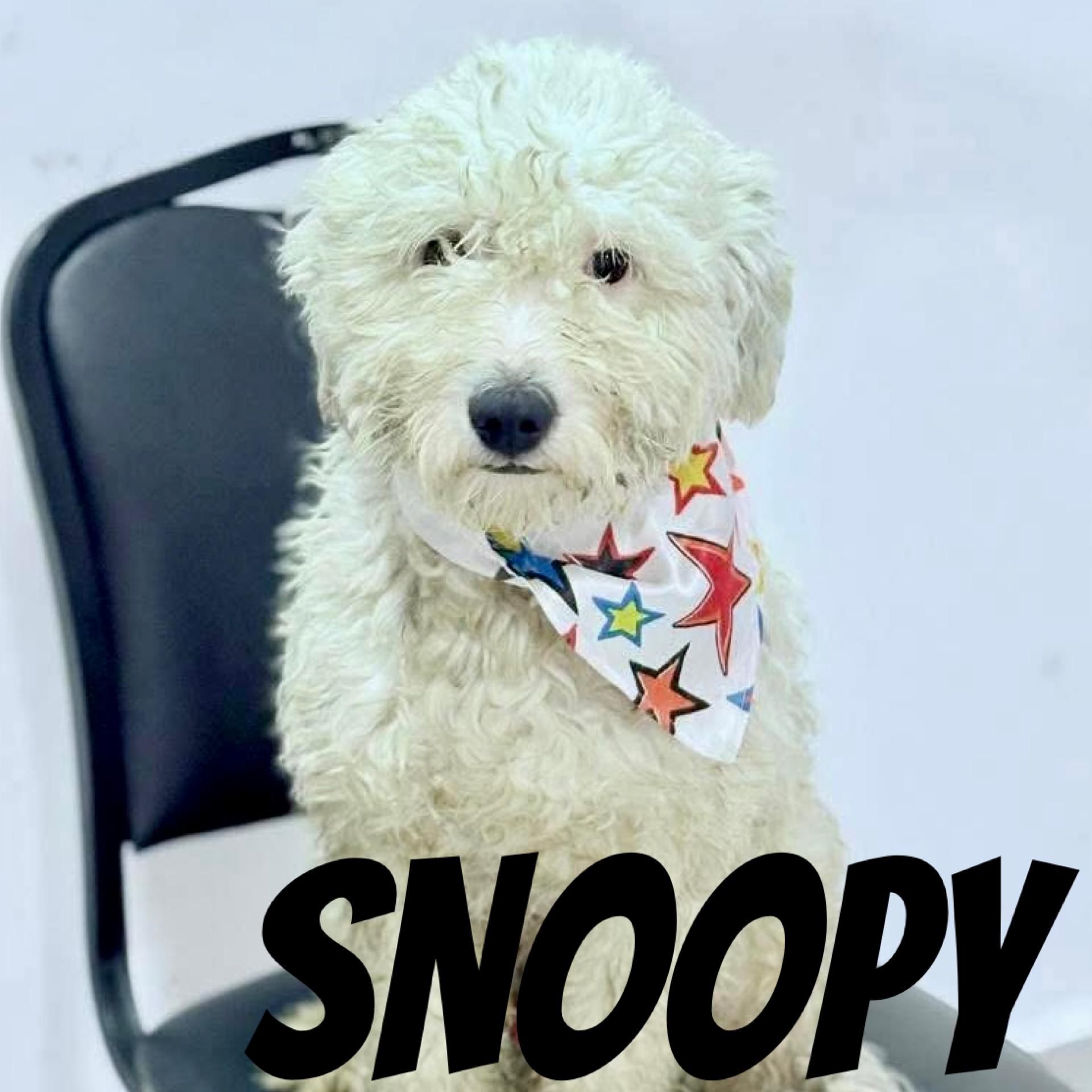 Snoopy IV