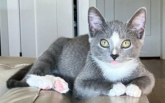 Todd, Adopted, Young Male Domestic Short Hair & Russian Blue.