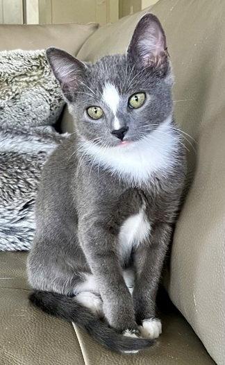 Enlarge Todd, a Adopted mixed breed in Nashville, TN image 3/3