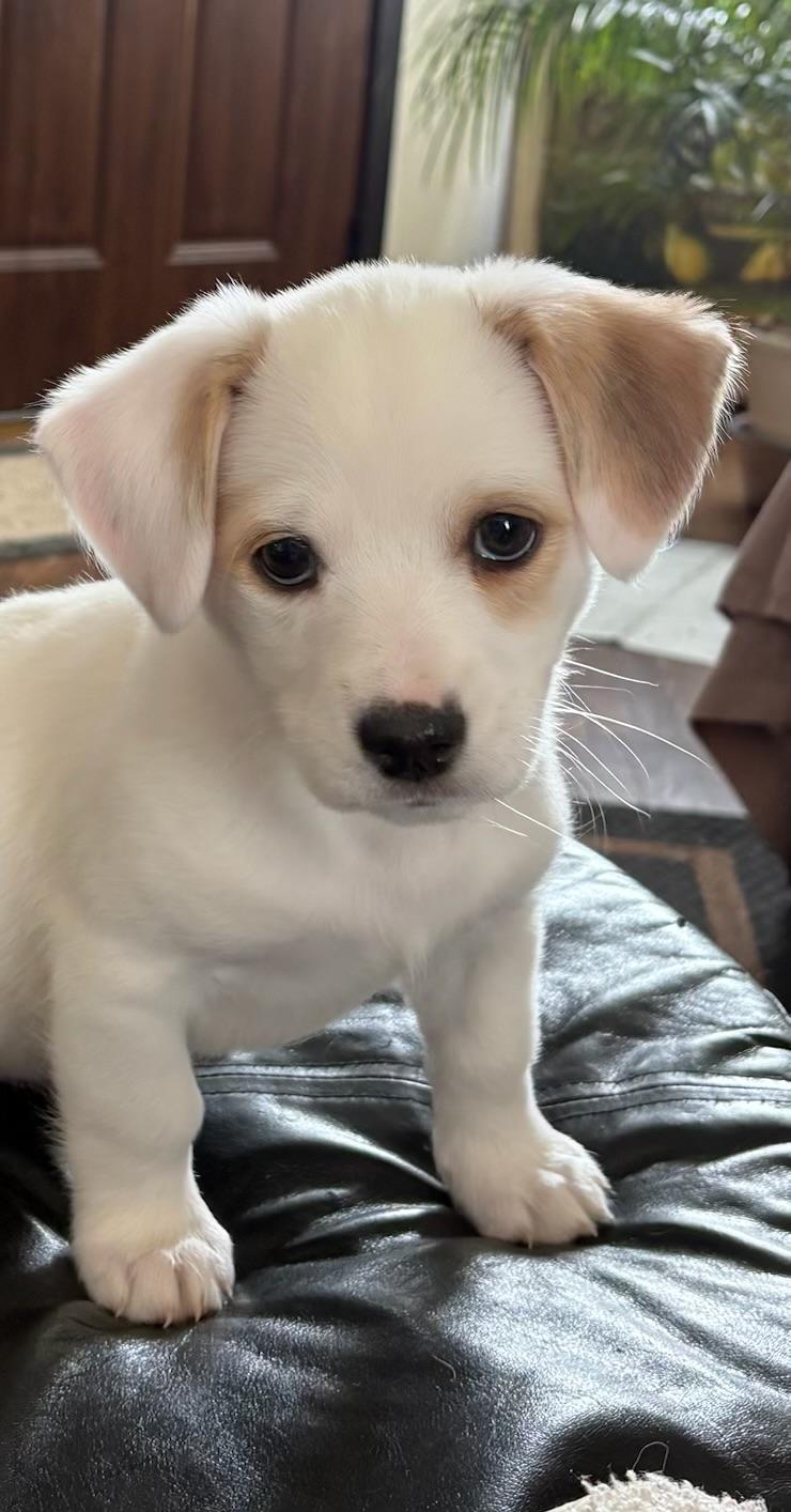 Georgia , adopted, Puppy Female Dachshund & Hound.