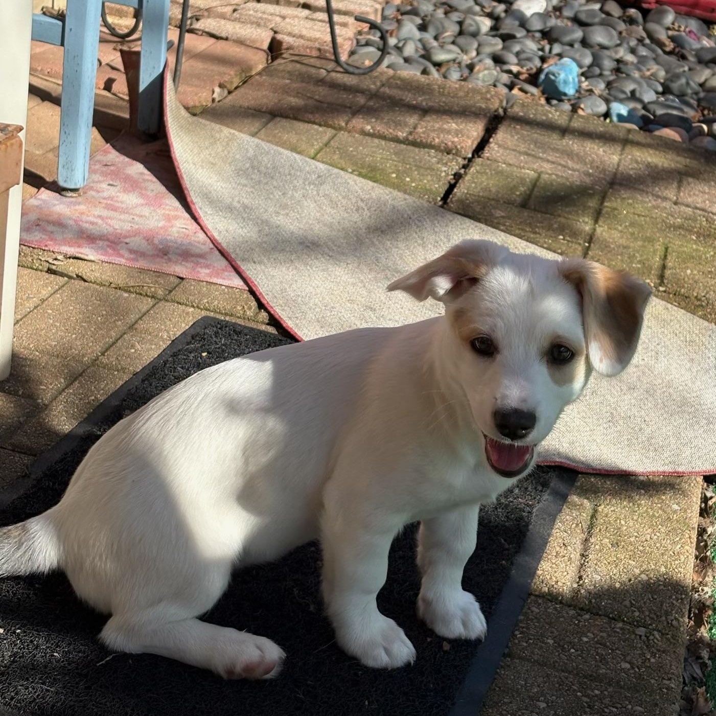 Enlarge Georgia , an adopted mixed breed in Cincinnati, OH image 2/2