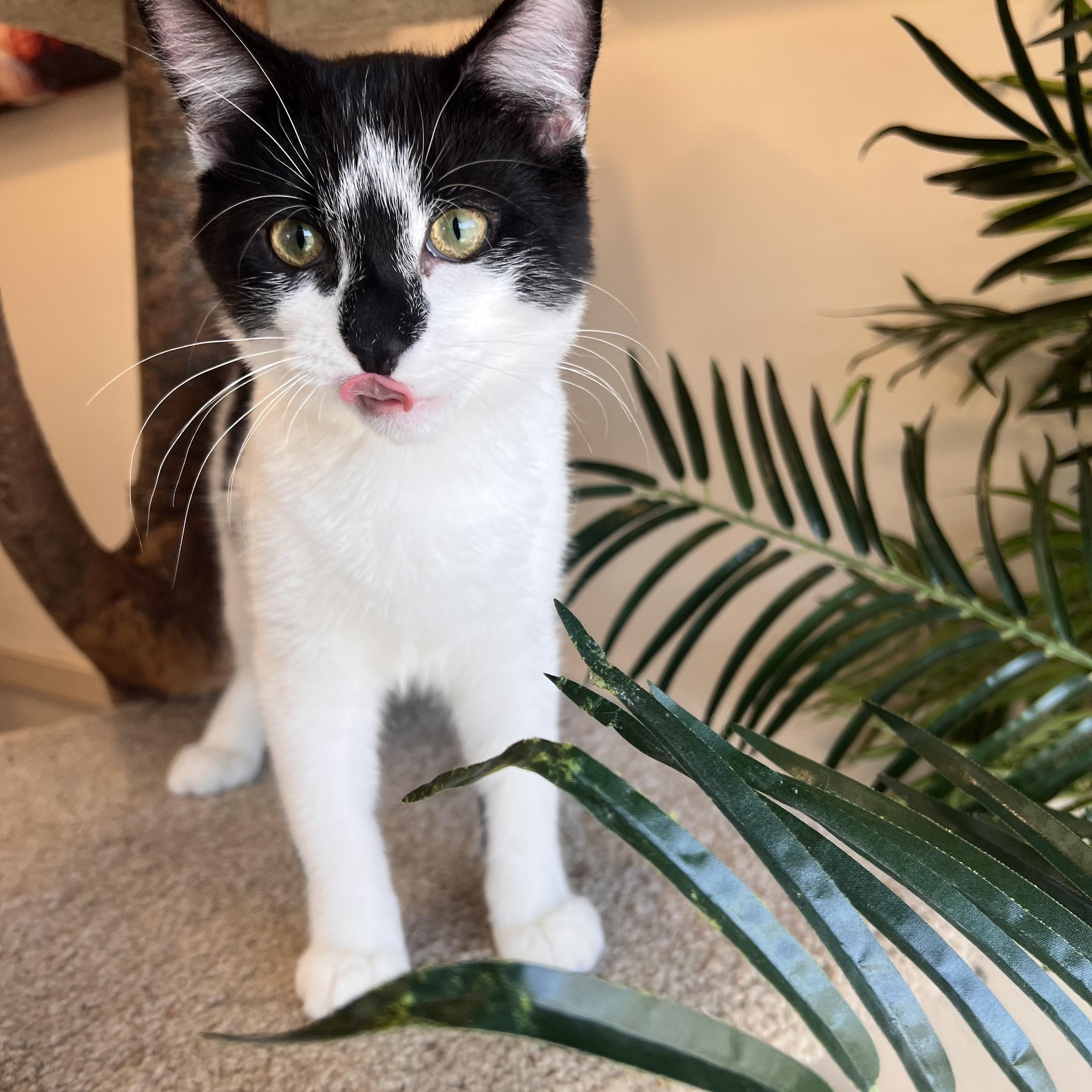 Shy Guy, adoptable, Kitten Male Domestic Short Hair.