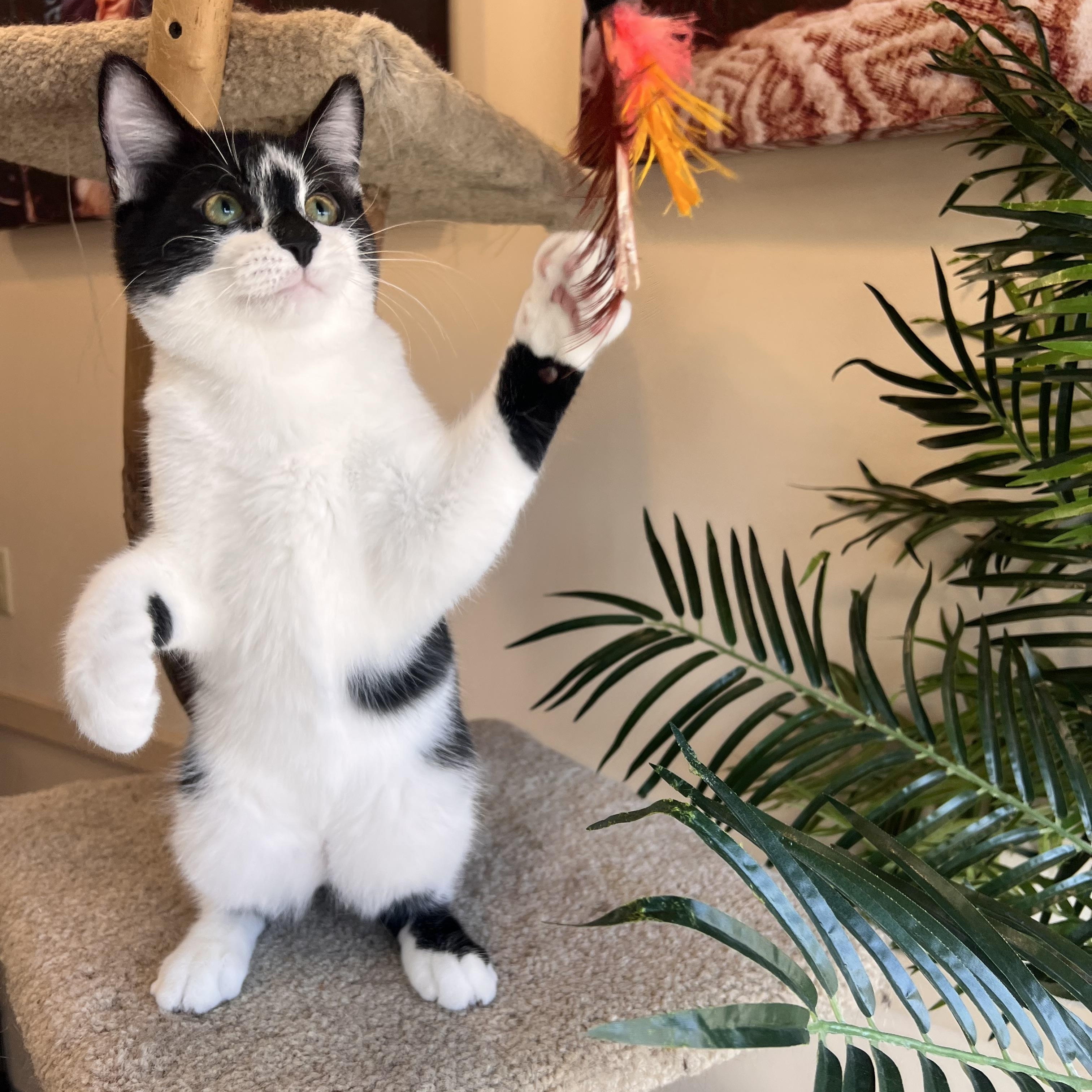 Enlarge Shy Guy, an adoptable Domestic Short Hair in Madison, WI image 2/6