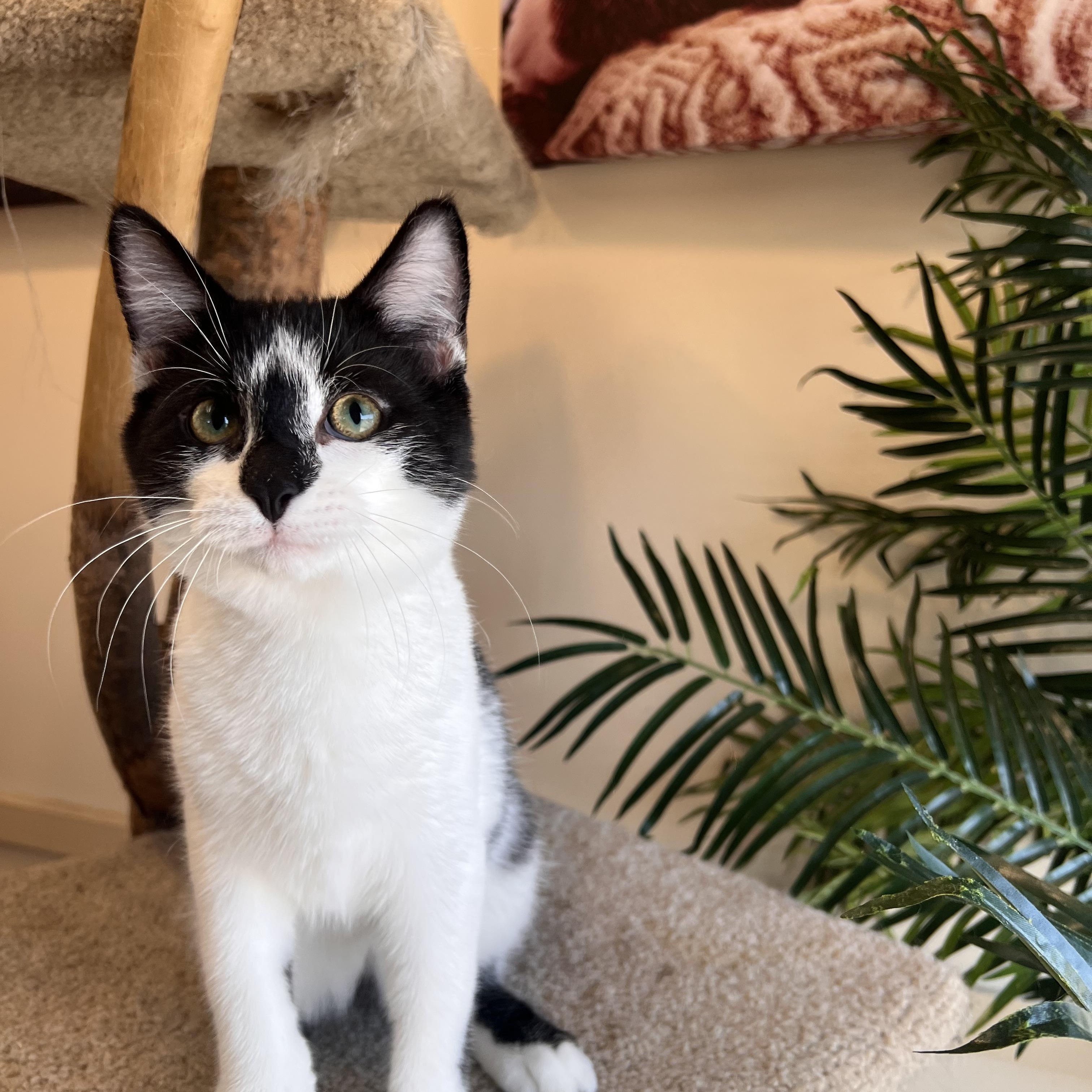 Enlarge Shy Guy, an adoptable Domestic Short Hair in Madison, WI image 3/6