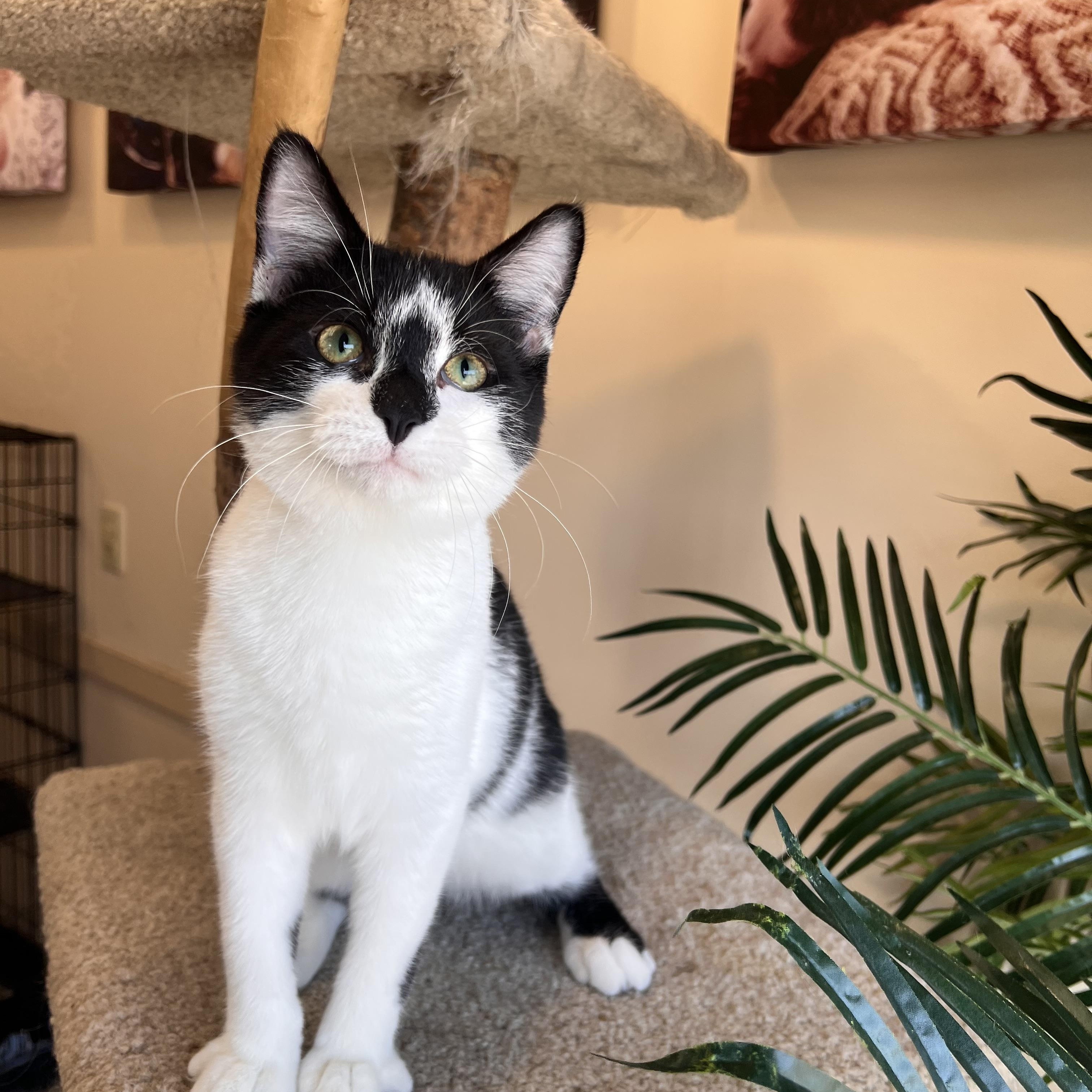 Enlarge Shy Guy, an adoptable Domestic Short Hair in Madison, WI image 4/6