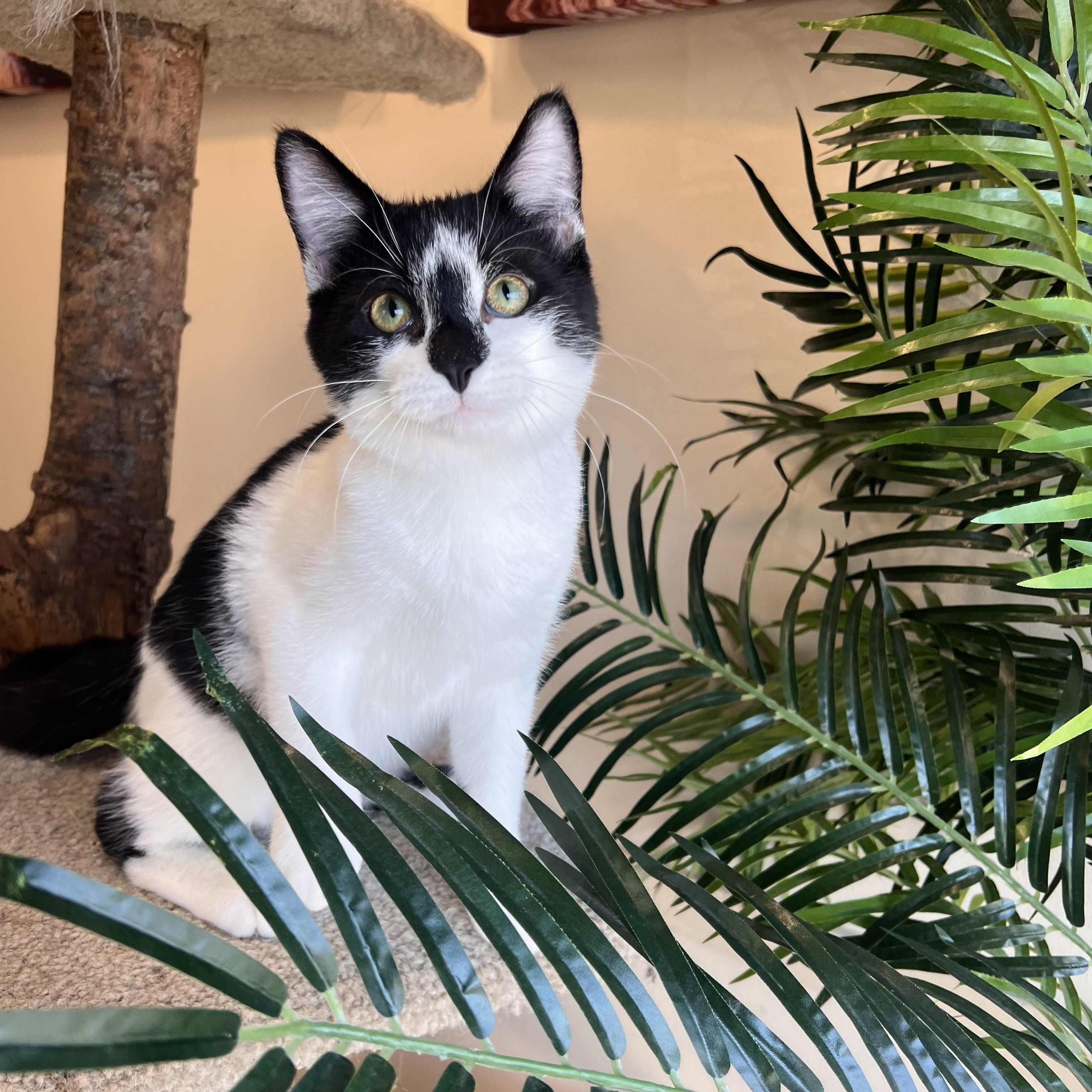 Enlarge Shy Guy, an adoptable Domestic Short Hair in Madison, WI image 5/6