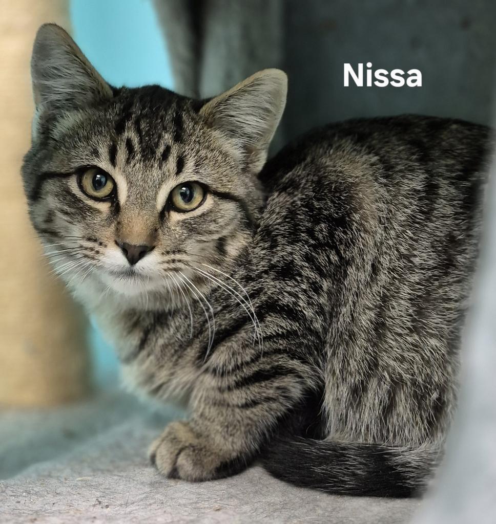 Necco, Adoptable, Young Male Domestic Short Hair.