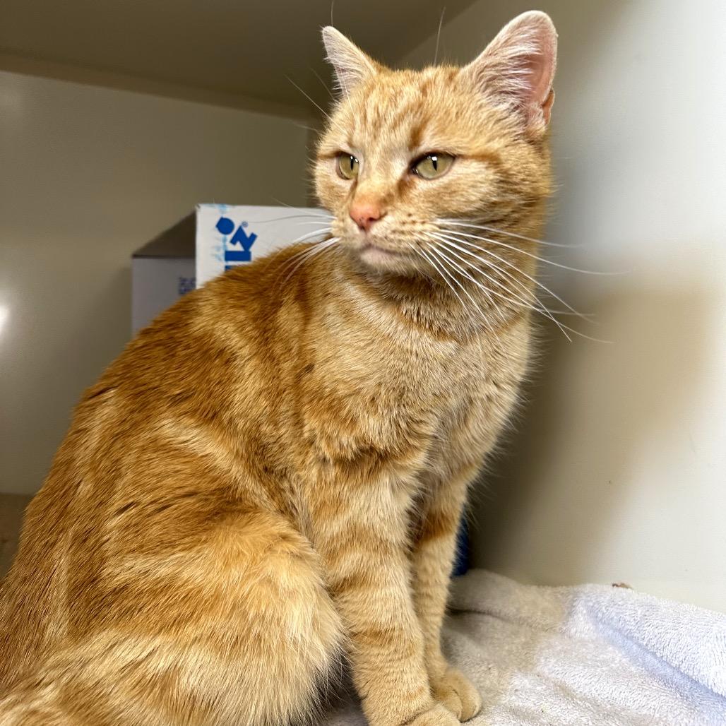Marmalade, Adoptable, Young Female Domestic Short Hair.