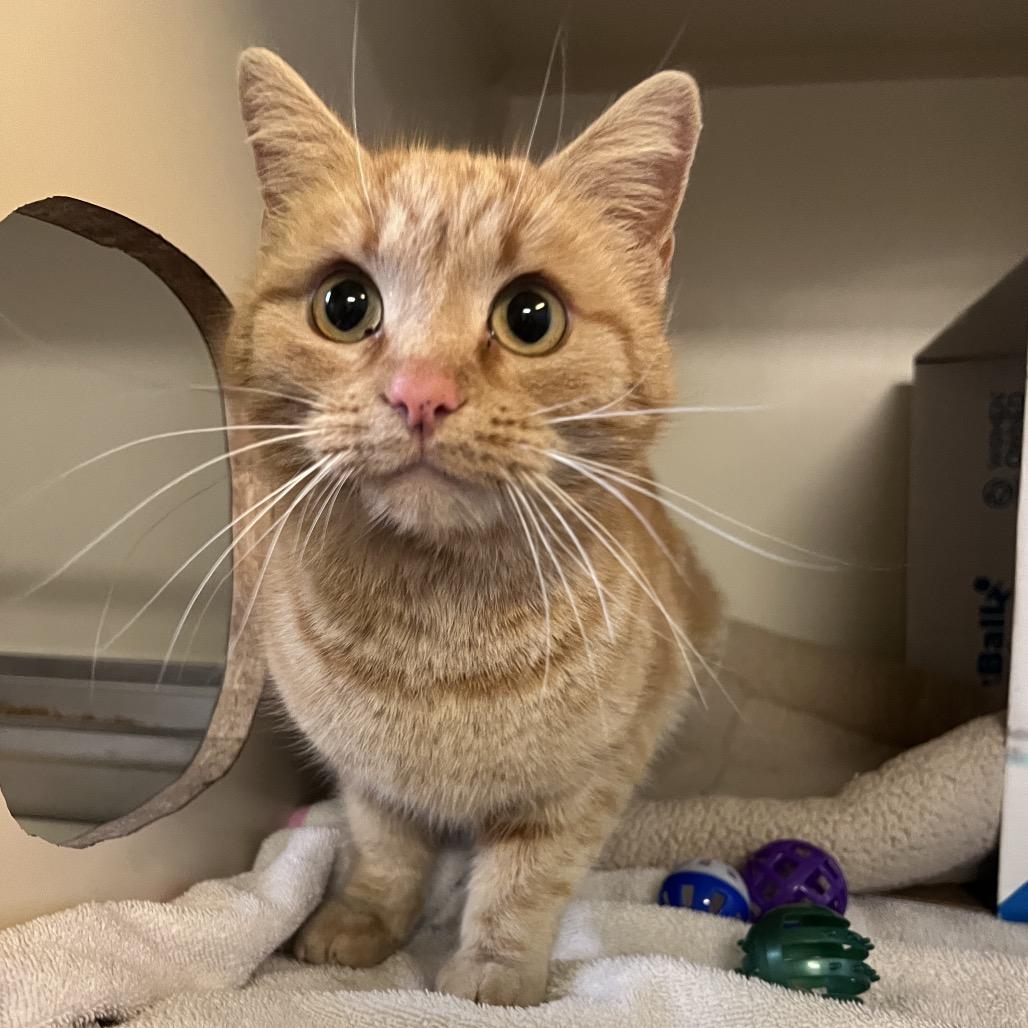 Enlarge Marmalade, a Adoptable Domestic Short Hair in Glenwood Springs, CO image 2/4