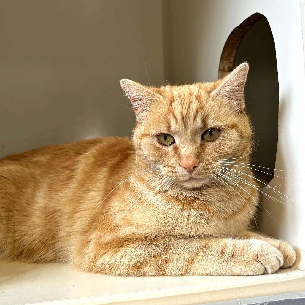 Enlarge Marmalade, a Adoptable Domestic Short Hair in Glenwood Springs, CO image 3/4