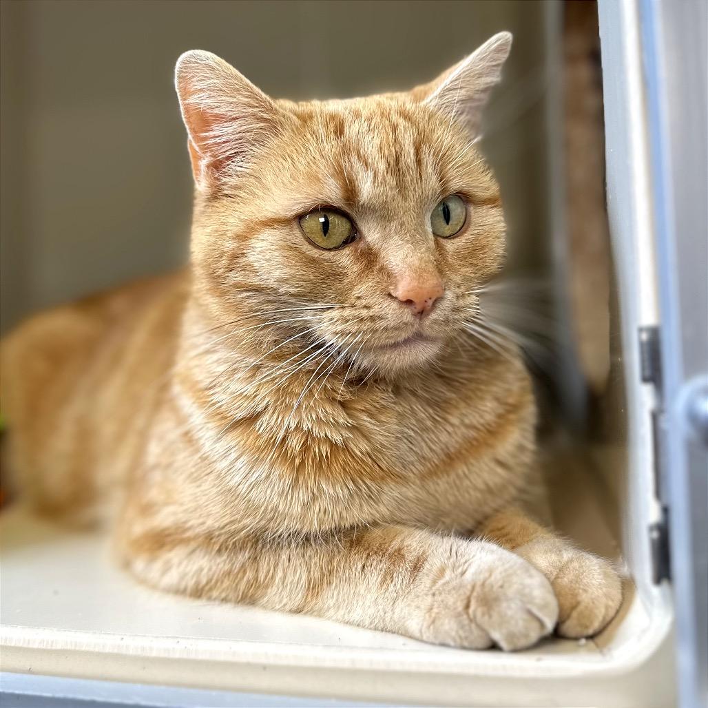 Enlarge Marmalade, a Adoptable Domestic Short Hair in Glenwood Springs, CO image 4/4