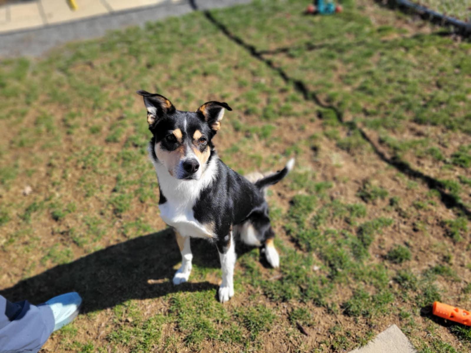 Gru/ Samson, adopted, Adult Male Collie.